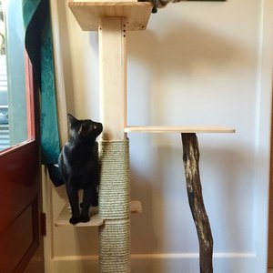cat tree